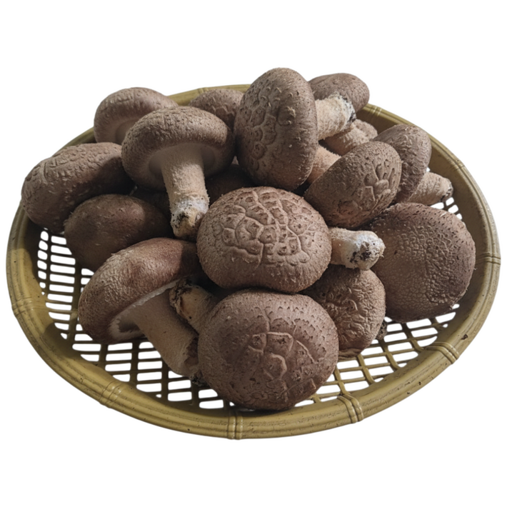 [예산농장-생표고버섯]  GAP인증 산지직송 생표고버섯 못난이 는 맛이나 영양에  차이가 없습니다 .가정용으로 추천 육수용 가루용 김장용 대량용 못난이 -1KG