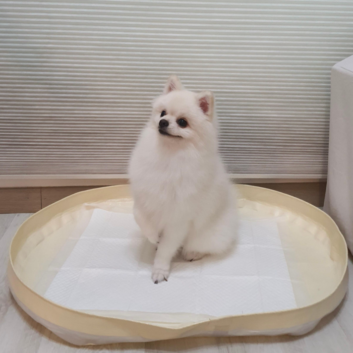 피피 강아지 애견 수컷 배변판 배변매트 방수 화장실 피피 강아지 애견 수컷 배변판 배변매트 방수 화장실
