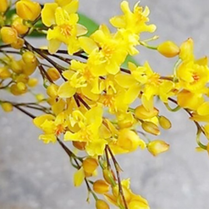 가꾸다 환타지아 상신골드(노랑꽃) 온시디움 향기꽃 서양란 현재 꽃졌습니다 - 쇼핑뉴스