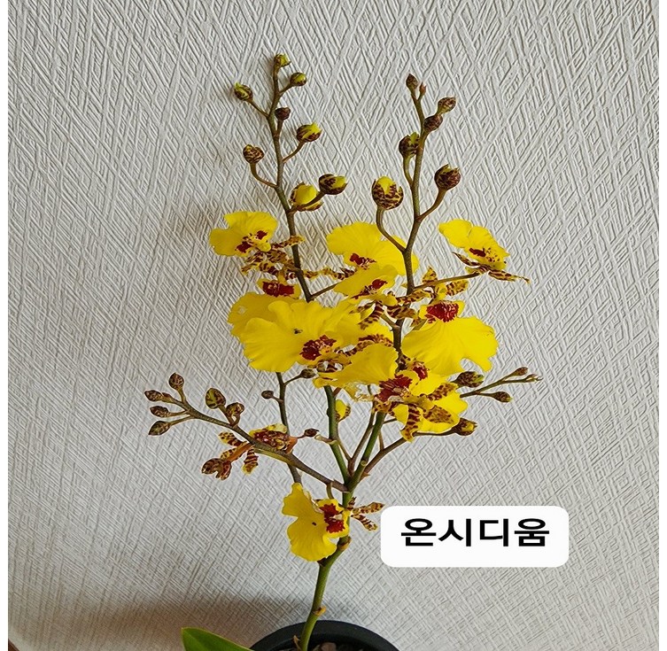 온시디움 댄싱걸